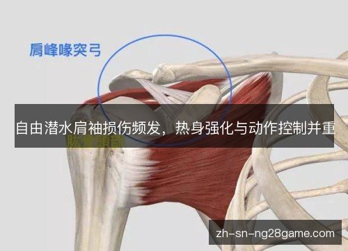 自由潜水肩袖损伤频发，热身强化与动作控制并重